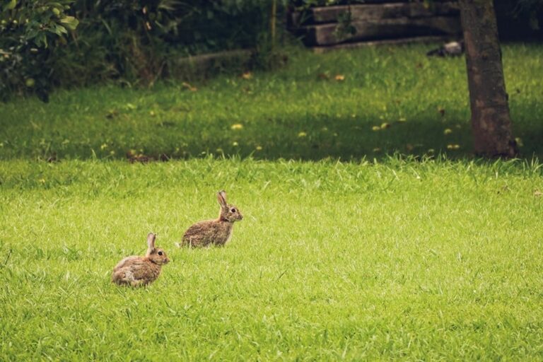conigli lontani dal tuo giardino